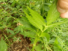 Valeriana officinalis