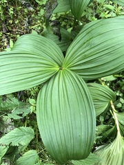 Veratrum viride eschscholtzianum