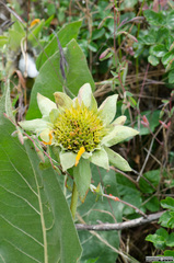 Wyethia glabra