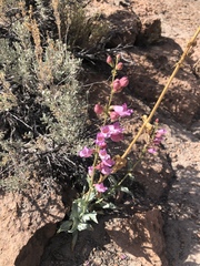 Penstemon floridus