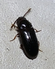 Pharaxonotha kirschii