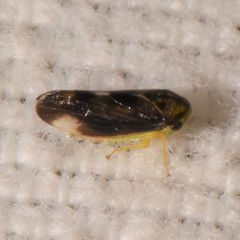 Pediopsoides distinctus