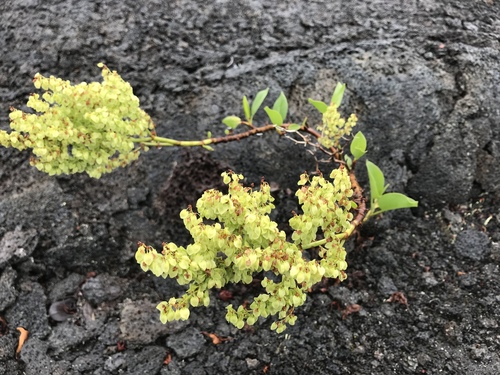 Rumex skottsbergii