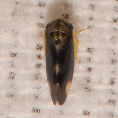 Pediopsoides distinctus