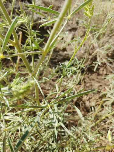Image of Lupinus andersonii by (c) Dustin VanOverbeke, some rights reserved (CC BY)