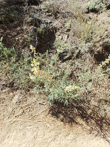 Image of Lupinus andersonii by (c) Dustin VanOverbeke, some rights reserved (CC BY)