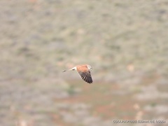 Falco cenchroides cenchroides