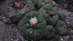Lophophora diffusa