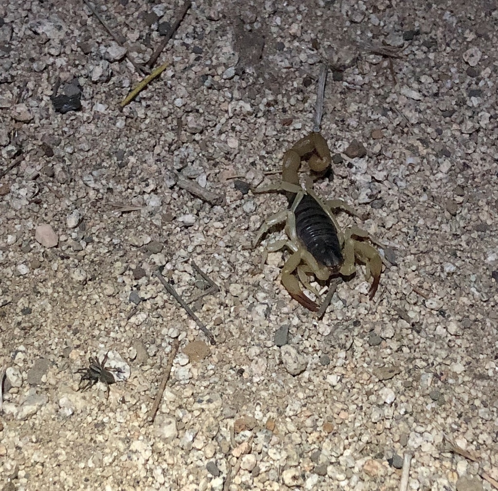 black hairy scorpion
