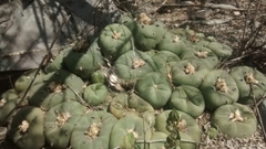 Lophophora diffusa