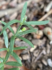 Galium uniflorum