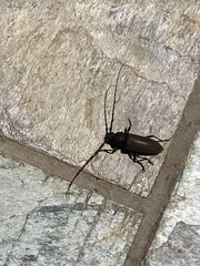 Enaphalodes hispicornis