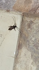 Enaphalodes hispicornis