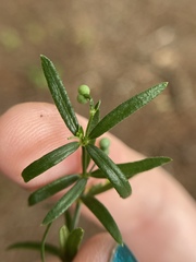 Galium uniflorum