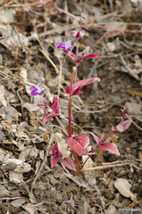 Collinsia tinctoria