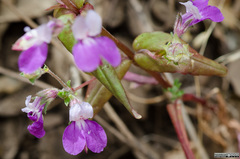 Collinsia tinctoria