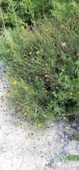 Sidneya tenuifolia