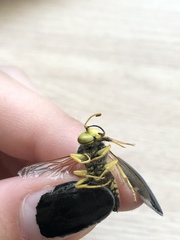 Syrphus ribesii
