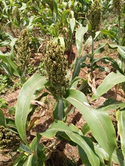 Sorghum bicolor bicolor