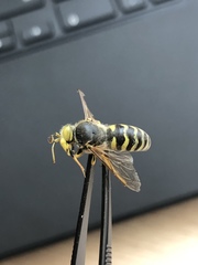 Syrphus ribesii
