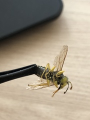 Syrphus ribesii