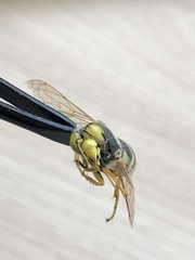 Syrphus ribesii