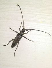 Elytrimitatrix undata