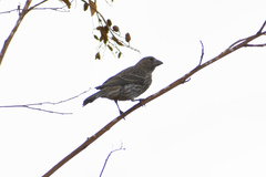 Haemorhous mexicanus