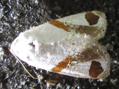 Sphragifera biplagiata