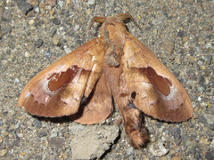 Paralebeda plagifera