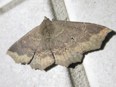 Arytrura subfalcata