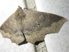 Arytrura subfalcata