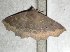 Arytrura subfalcata
