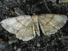 Polymixinia appositaria