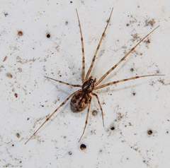 Megalepthyphantes nebulosus