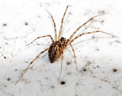 Megalepthyphantes nebulosus