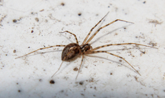 Megalepthyphantes nebulosus