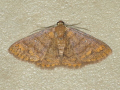 Casbia scardamiata