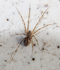 Megalepthyphantes nebulosus