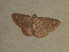 Casbia scardamiata