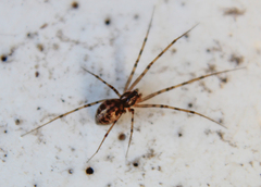 Megalepthyphantes nebulosus