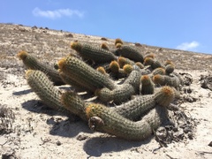 Haageocereus decumbens