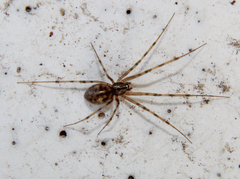 Megalepthyphantes nebulosus