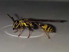 Polybia fastidiosuscula