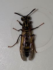 Polybia fastidiosuscula