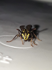 Polybia fastidiosuscula