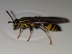 Polybia fastidiosuscula