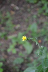 Lactuca quercina