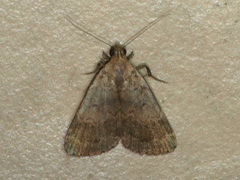 Hydrillodes funestalis