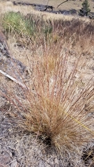 Festuca idahoensis